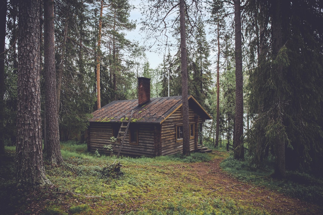 Chalet en bois au milieu d une foret de pins