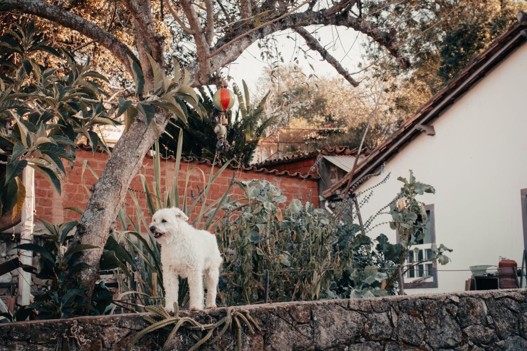 Le chien est bienvenu