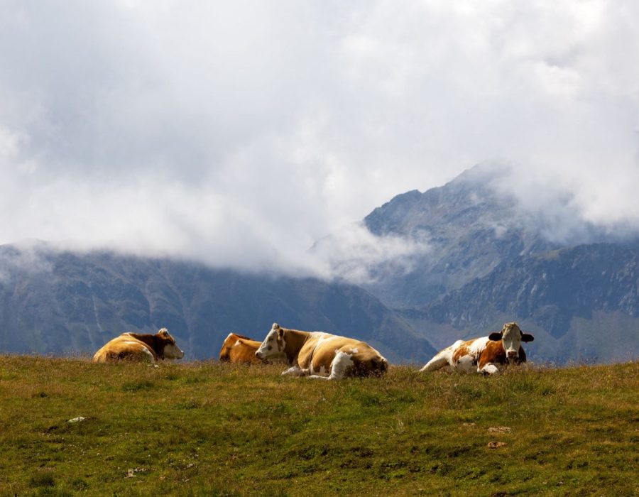 Guide pratique pour choisir un gîte dans le Cantal
