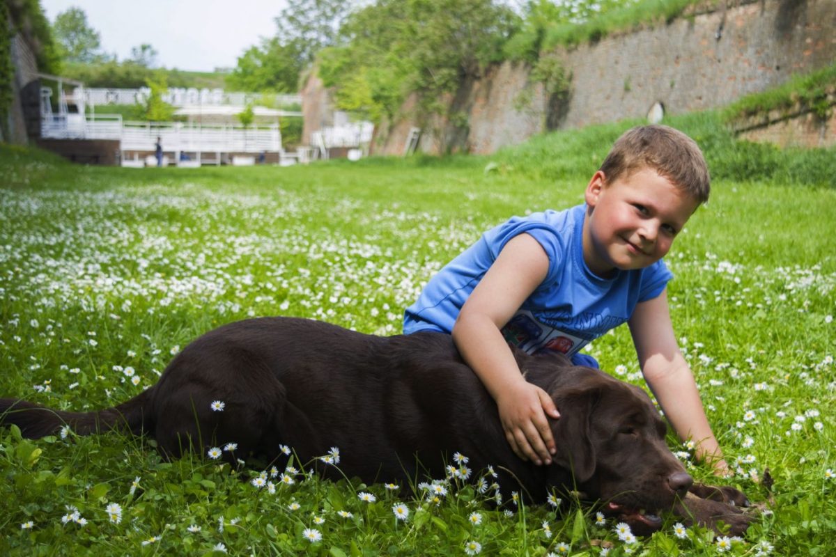 Gîtes acceptant les animaux : conditions et conseils