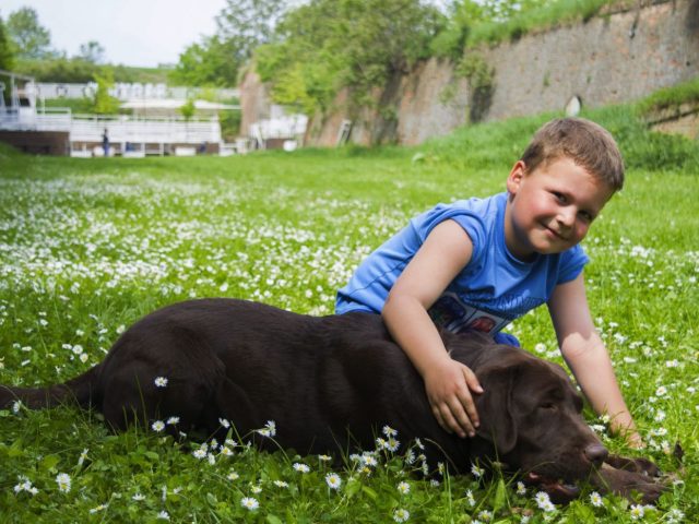 Gîtes acceptant les animaux : conditions et conseils